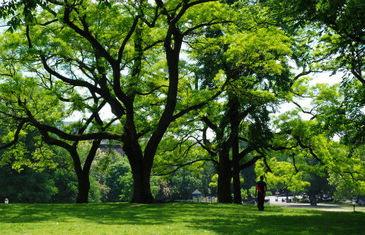 Fort Greene Park // Photo by: cisc1970/Flickr