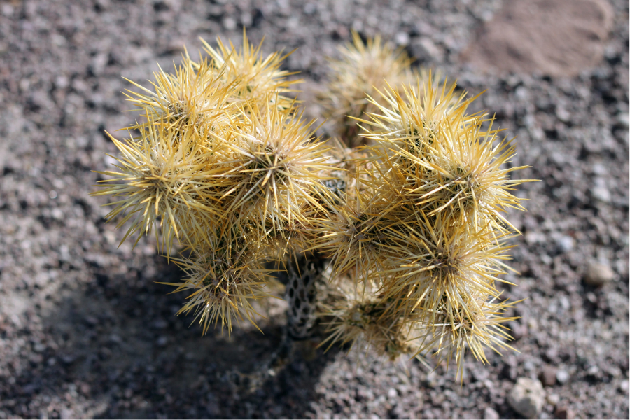 chollo-cactus