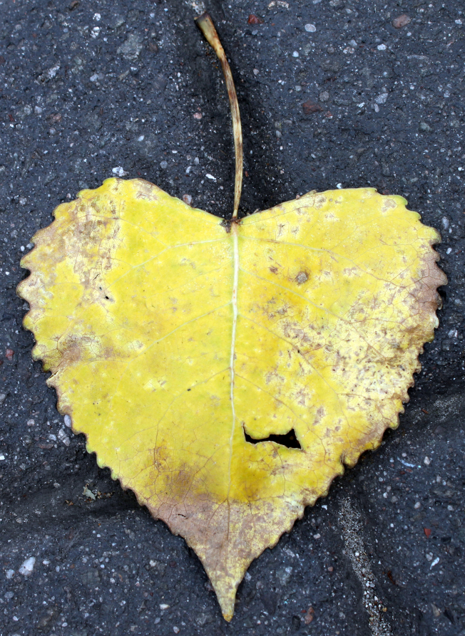 Heart-Leaf